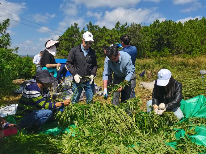 资源植物研究院水肥一体化技术助推云南工业大麻花叶生产